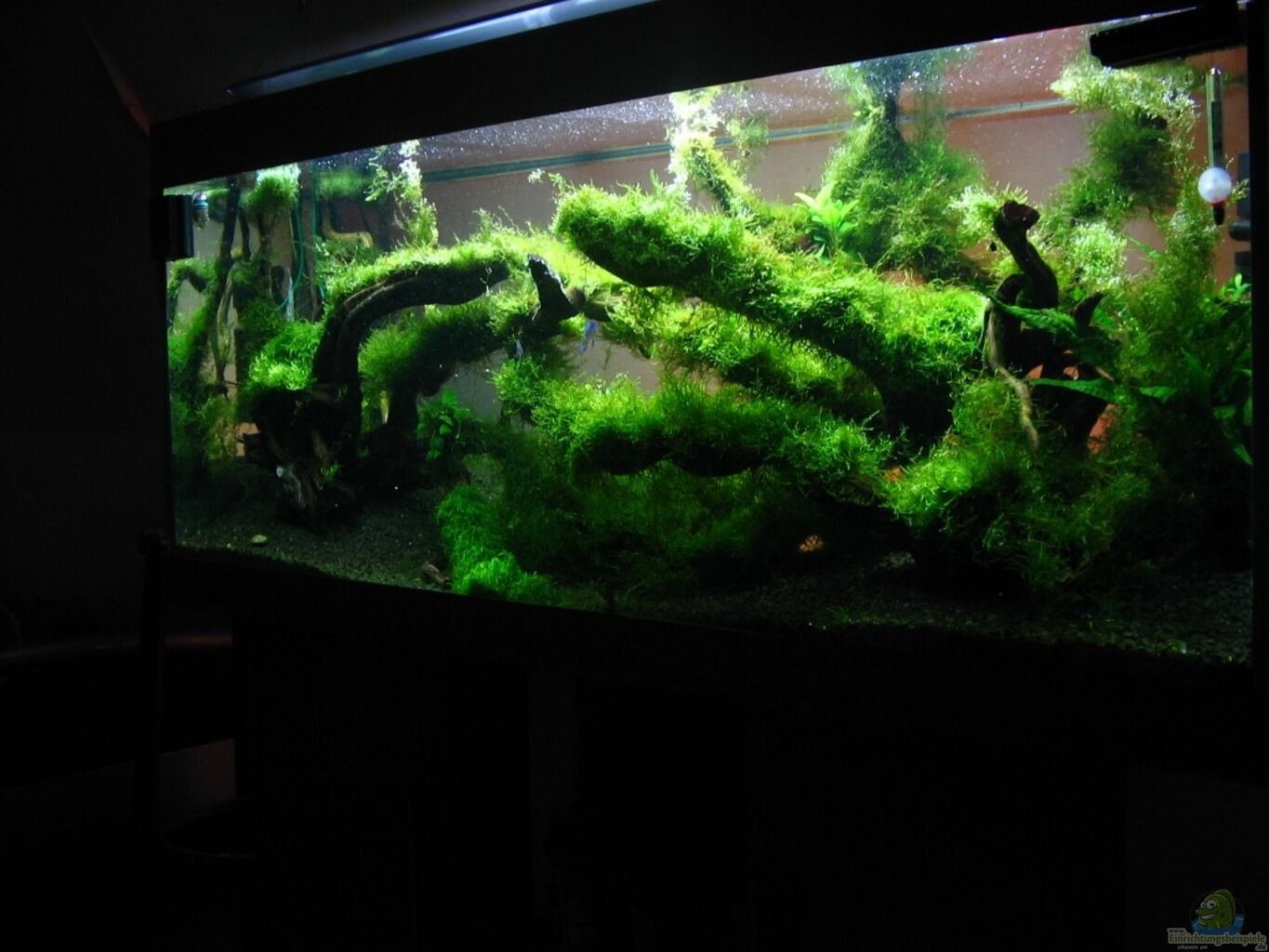 Example No 17707 from the category aquascaping