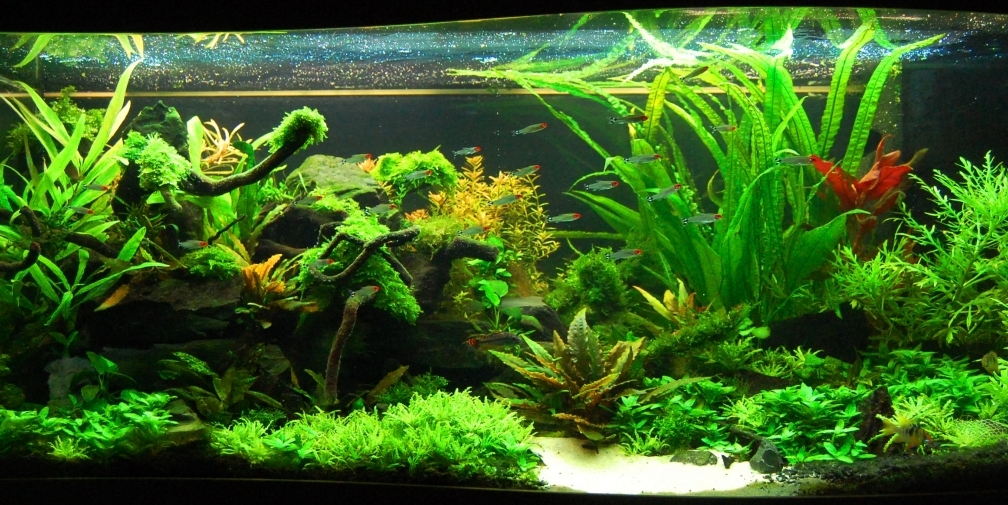 440 Desain Aquarium Aquascape Gratis