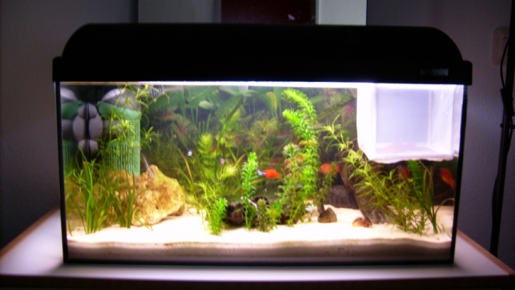 Mein 60 Liter Gesellschaftsbecken