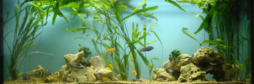 Aquarium Hauptansicht von Fabian´s neues Becken