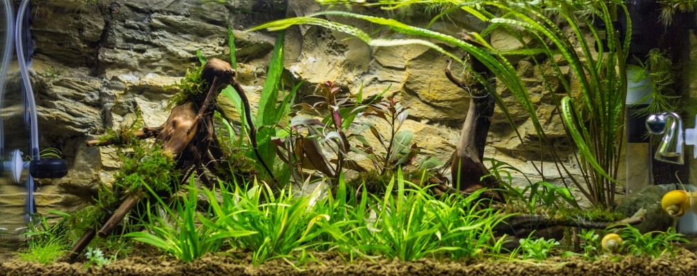 Aquarium Hauptansicht von 54L Naturbecken