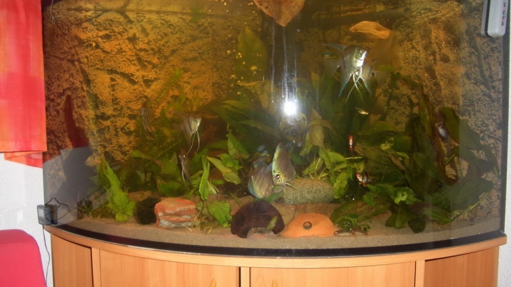 Aquarium Hauptansicht von Eckaquarium