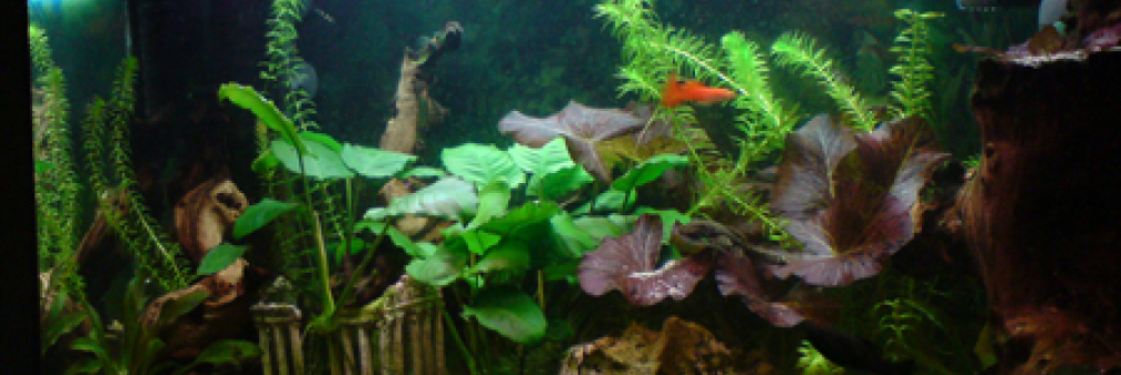 Aquarium Hauptansicht von Guppyland