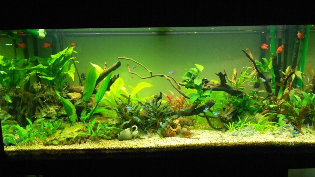 Aquarium Hauptansicht von Ein schönes miteinander