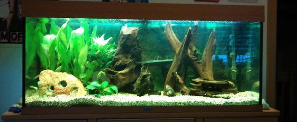 Aquarium Hauptansicht von Juwel 300L