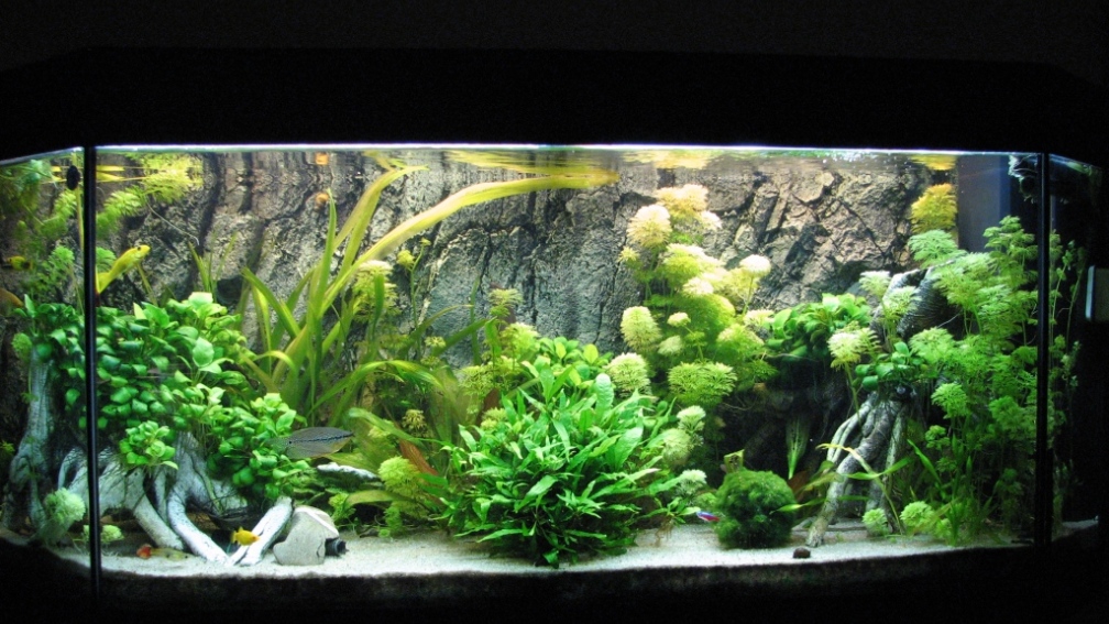 Juwel Panorama 200
