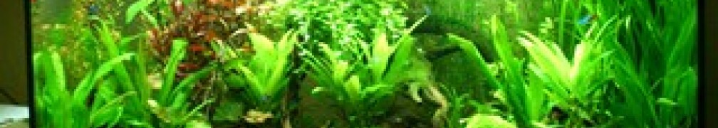 Aquarium Hauptansicht von Südamerika Pflanzenbett aufgelöst