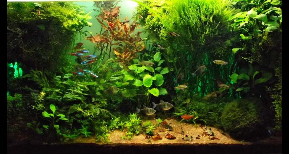 Aquarium Hauptansicht von The green Dream