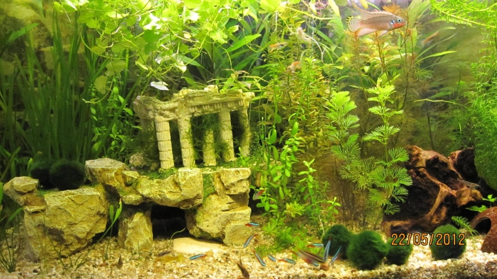 Aquarium Hauptansicht von Eck-Aquarium