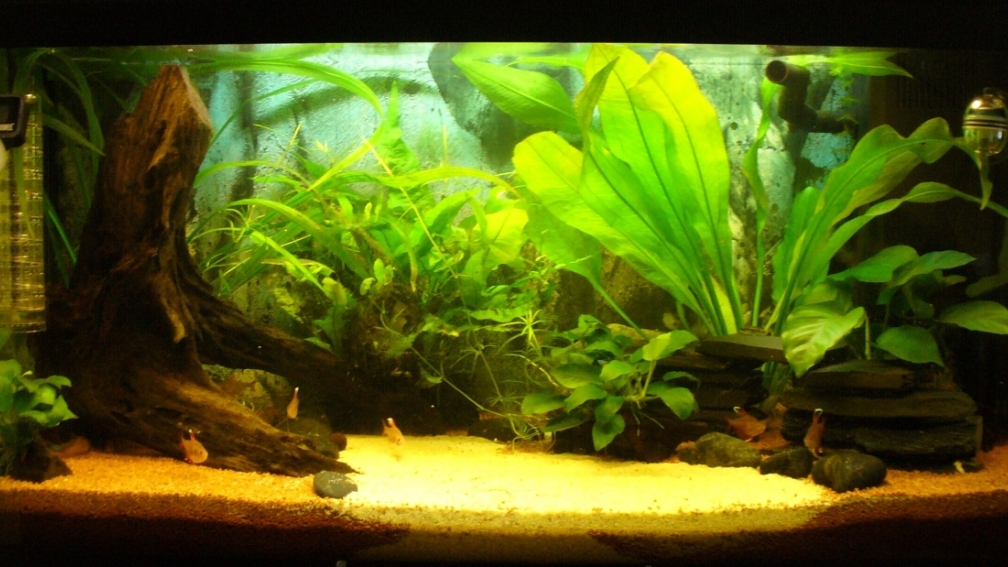 Aquarium Hauptansicht von Fast Südamerika