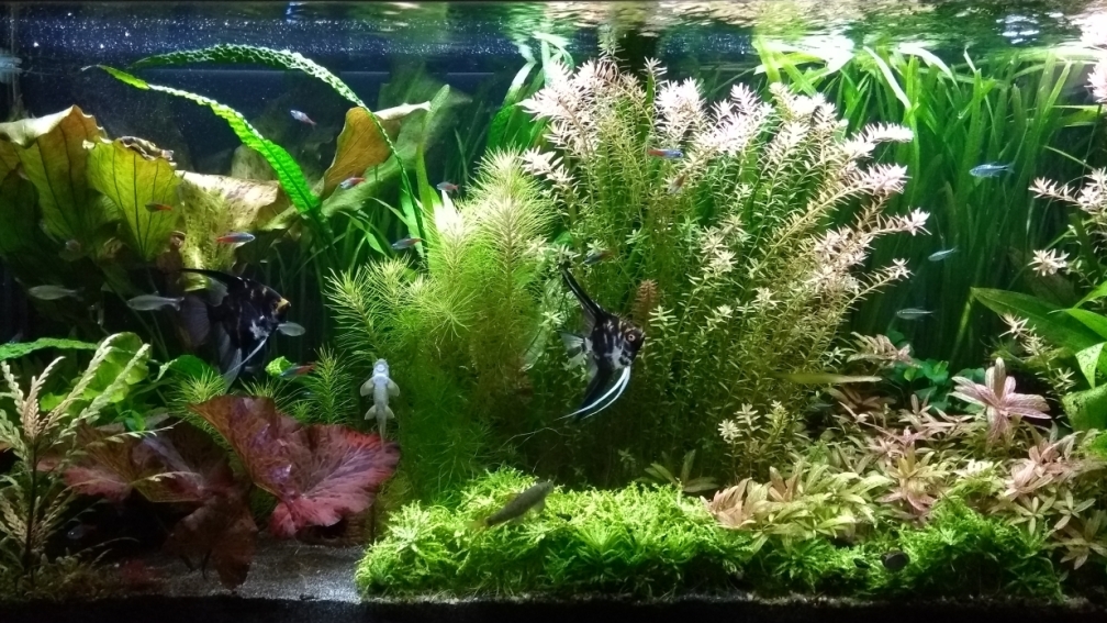 Aquarium Hauptansicht von Juwel Rio 240