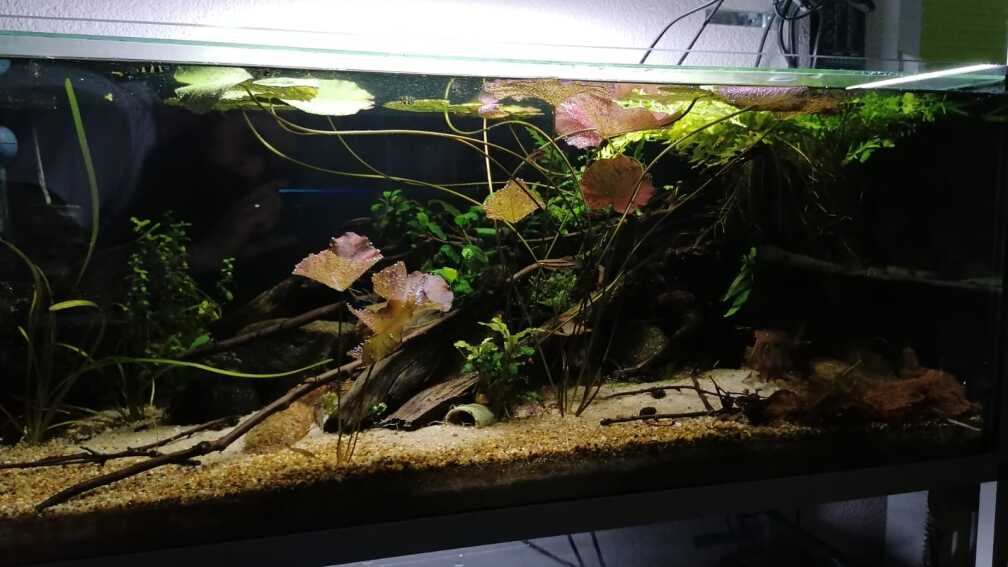 Aquarium Hauptansicht von West Afrika