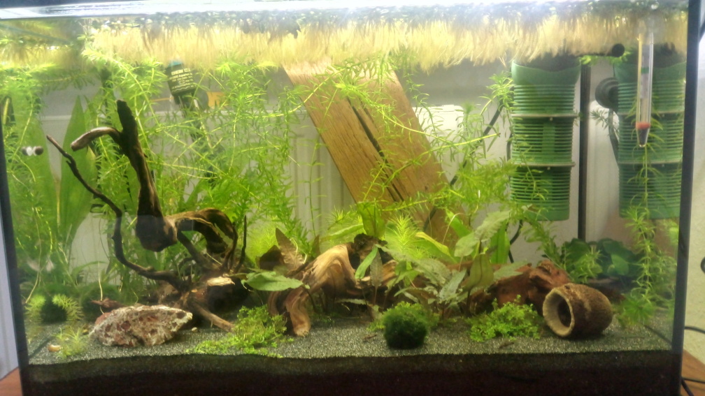 Aquarium Hauptansicht von Zwergwelsbecken