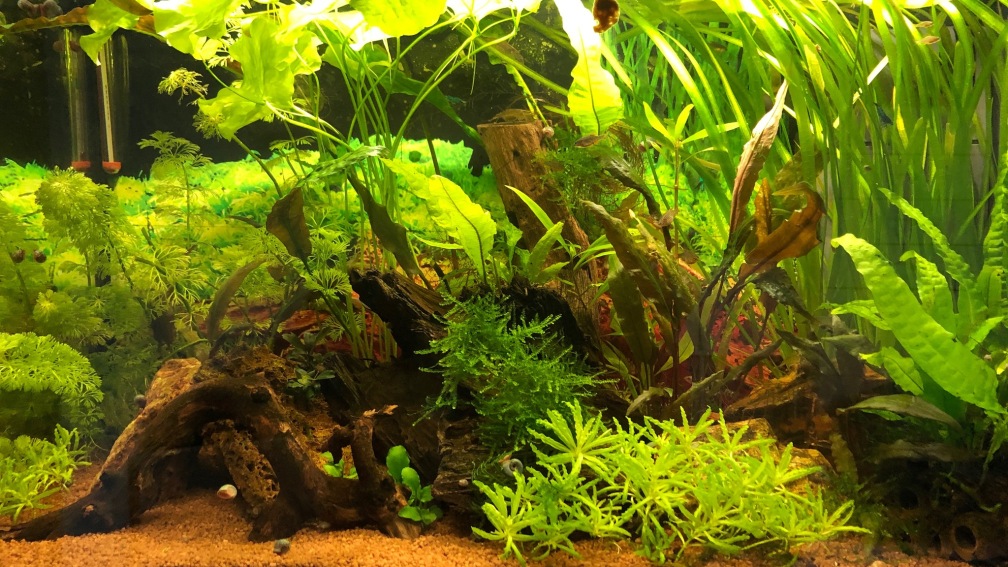 Aquarium Hauptansicht von `Perlhuhnbärblinge`