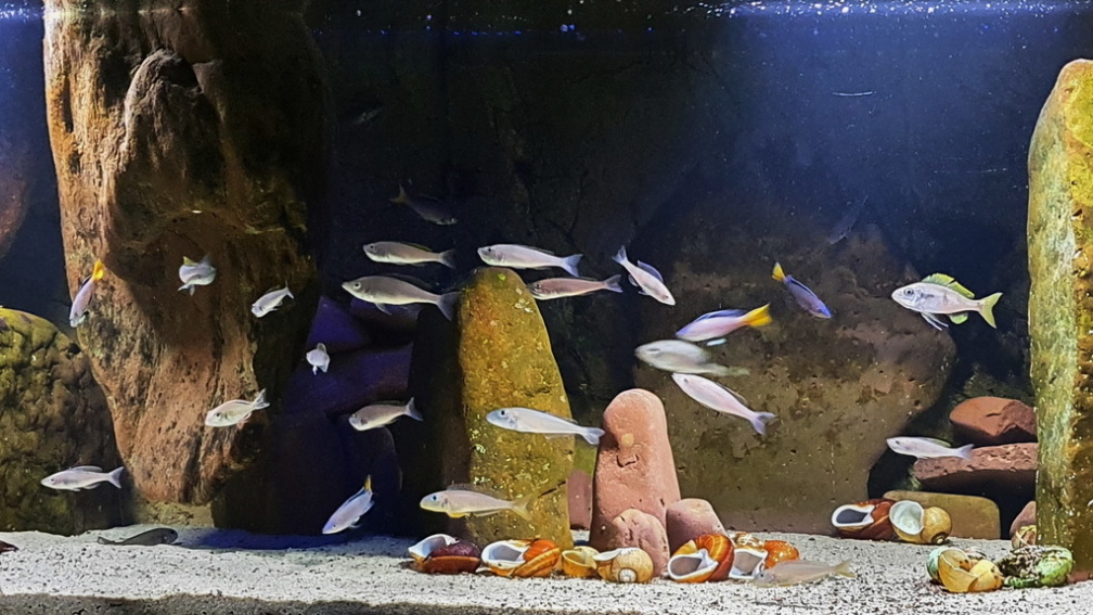 Aquarium Hauptansicht von Die hängenden Felsen von Mpulungu