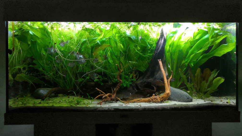 Aquarium Hauptansicht von Südamerika Biotop