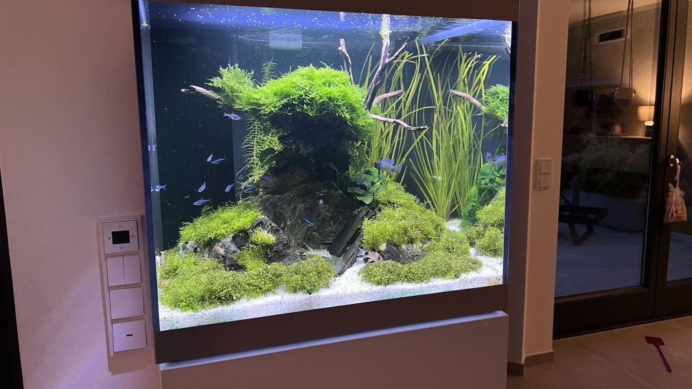 Aquarium Hauptansicht von Aquascape Mooslandschaft