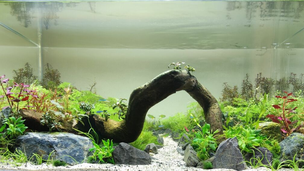 Aquarium Hauptansicht von Becken 44683