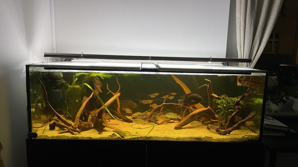 Aquarium Hauptansicht von Südamerika Biotop