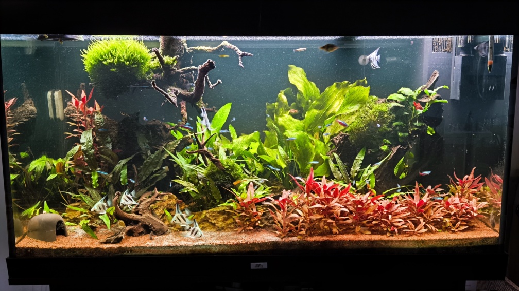 Aquarium Hauptansicht von Juwel Rio 300