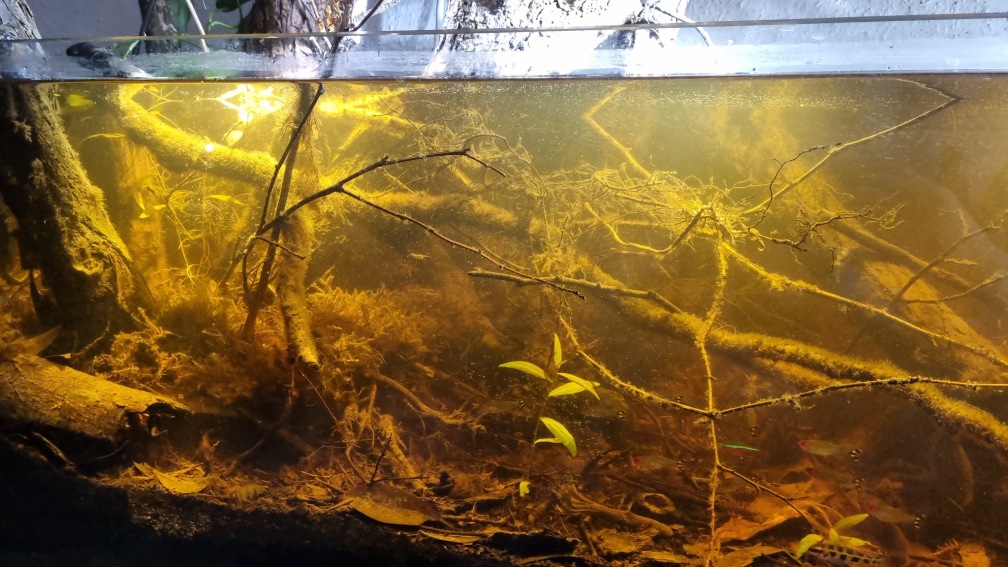 Aquarium Hauptansicht von Igarapé do Daracua Flooded Forest Rio Negro