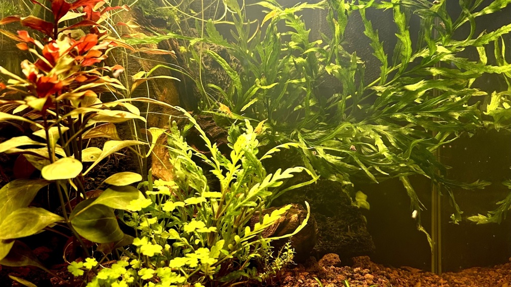 Aquarium Hauptansicht von Shrimp Pool