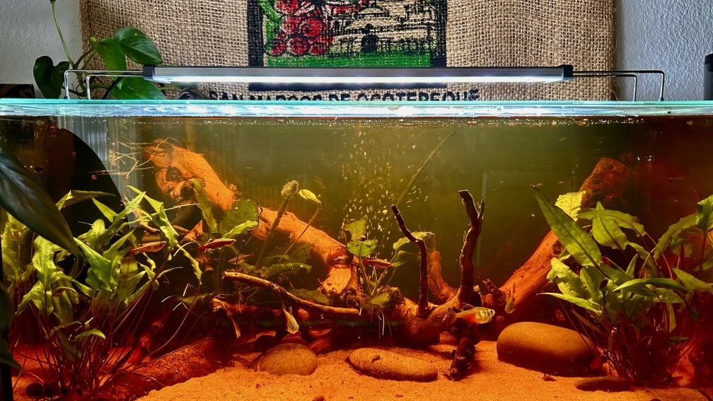 Neugestaltung meines Küchenaquariums
