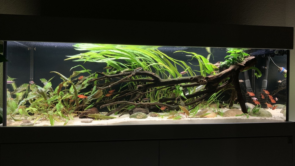 Aquarium Hauptansicht von little Southamerica Tank