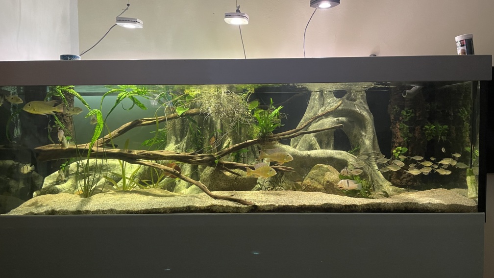 Aquarium Hauptansicht von Altifrons