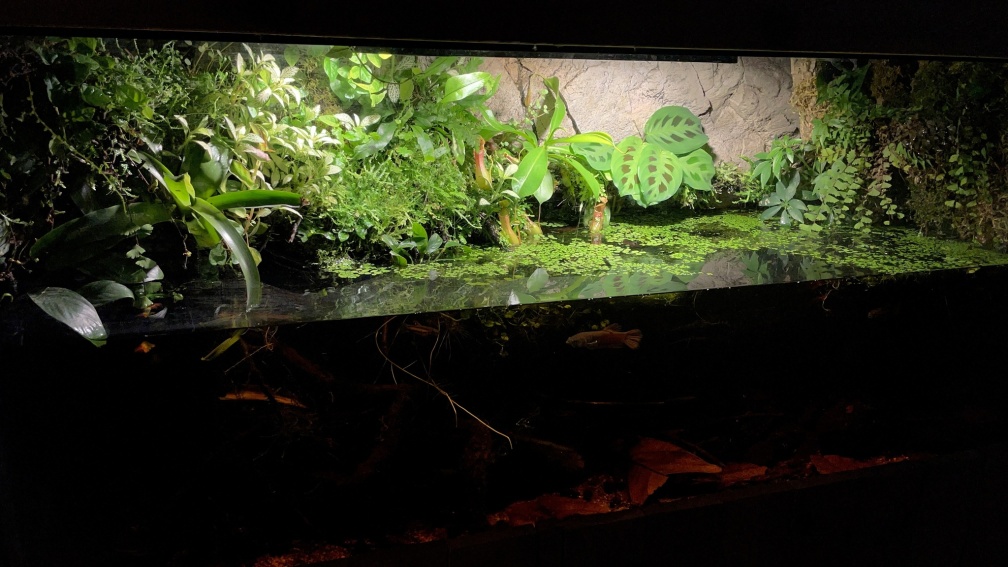 Aquarium Hauptansicht von Betta Macrostoma „Paludarium“