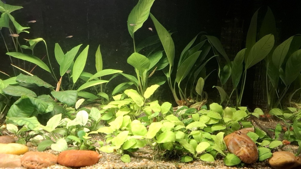 Anubias mir Perlhuehnern