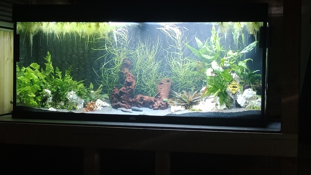 Aquarium Hauptansicht von Mein Juwel Aquarium