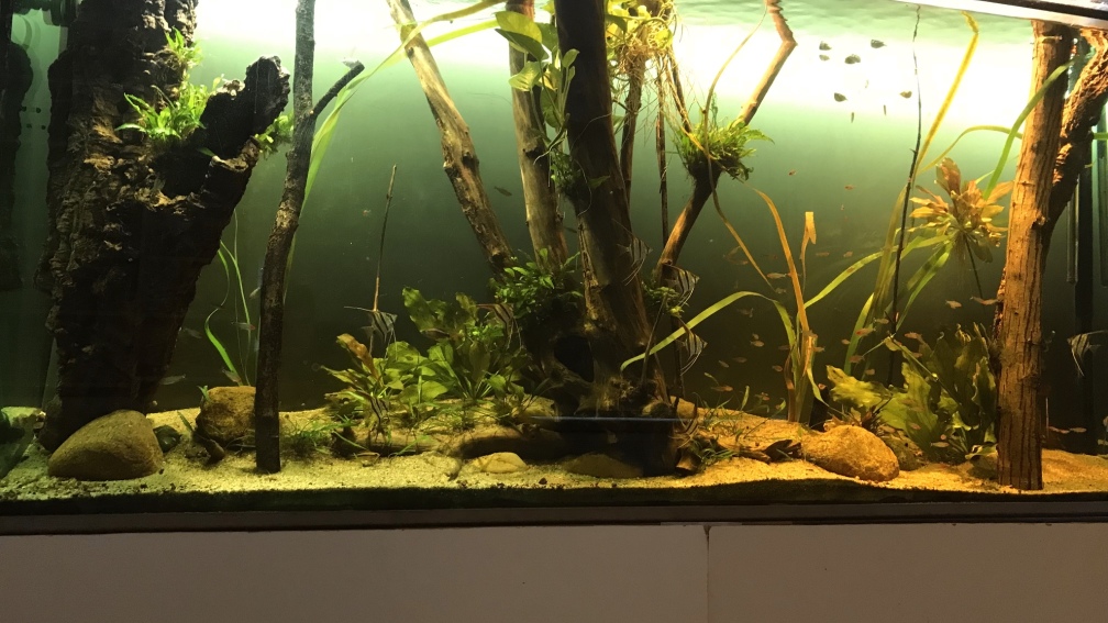 Aquarium Hauptansicht von Altum Atabapo