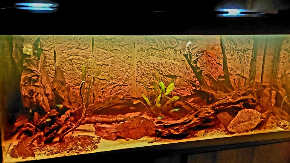 Río Napo Biotopaquarium ca. 1 Monat Standzeit