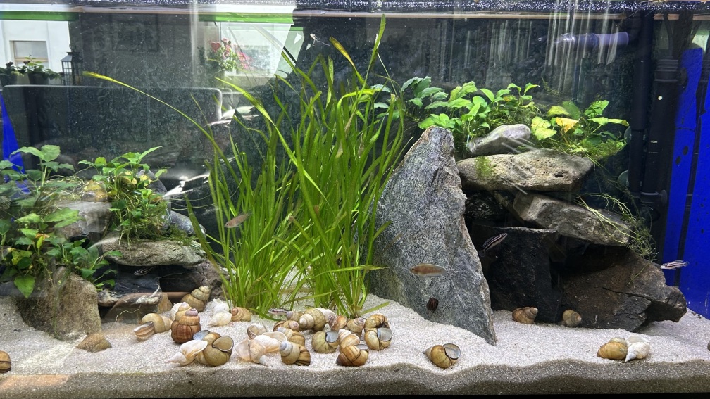 Aquarium Hauptansicht von Mein Tanganjikasee