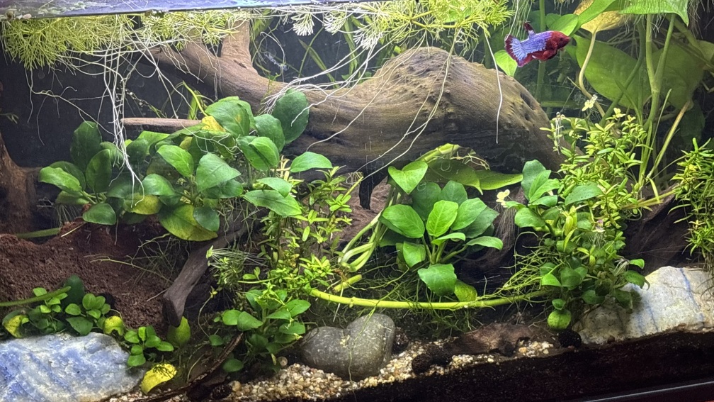 Aquarium Hauptansicht von 54l Franz Turbo