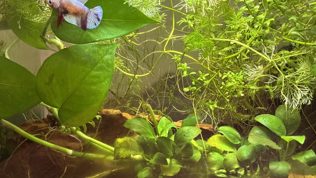 Aquarium Hauptansicht von Frieda Betta splendens