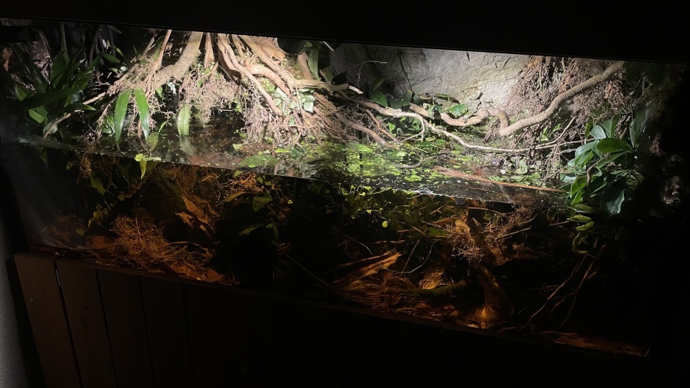 Aquarium Hauptansicht von Flussufer für Channa sp. Laos Fireback